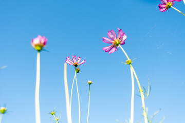Close-up Pink Sulfur Cosmos flowers blooming on garden plant on blue background
