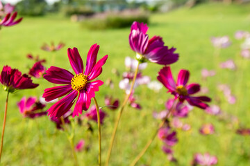 Obraz premium Close-up Pink Sulfur Cosmos flowers blooming on garden plant on blue background 