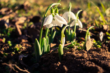 Blooming snowdrops in the garden in February