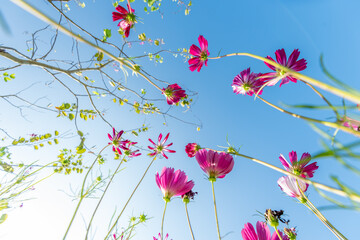 Close-up Pink Sulfur Cosmos flowers blooming on garden plant on blue background

