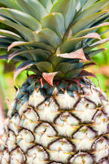 Obraz premium Close up of a Pineapple in the Mekong Delta, Vietnam, Southeast Asia