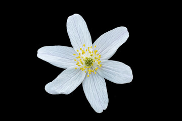 White flower isolated on black background - 485769845