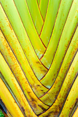 Palm Tree Leaf Close Up, Phnom Penh, Cambodia, Southeast Asia