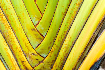 Palm Tree Leaf Close Up, Phnom Penh, Cambodia, Southeast Asia