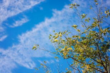 Yellow flowers of a mimosa tree on a background of blue sky.