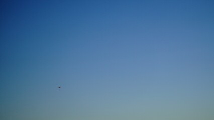 早朝の青空を飛ぶサギ