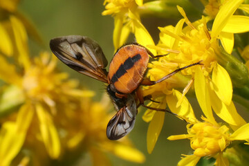 Phasie crassipenne (Ectophasia crassipennis)
