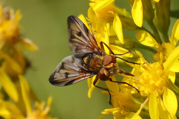 Phasie crassipenne (Ectophasia crassipennis)
