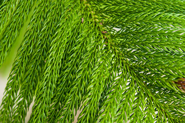 Close Up Nature Abstract in The Cameron Highlands, Malaysia, Southeast Asia