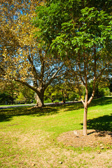 Naklejka premium Autumn Trees in Sydney Royal Botanic Gardens, Sydney, Australia