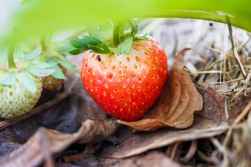Fresh red ripe organic strawberry plant in the garden