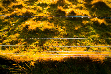 Sunrise Hitting Water Droplets at Canaan Downs Scenic Reserve Department of Conservation Campsite,...