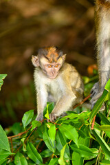 long tailed macaque playing on trees