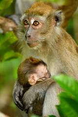 long tailed macaque playing on trees