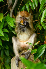 long tailed macaque playing on trees