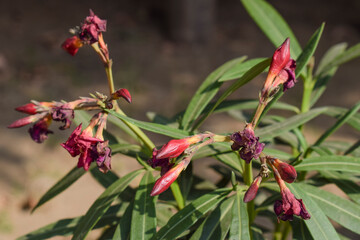 Drooping kaner or red pink Oleander flowering plant . Wilted flowers and buds bunch with burning during summer season. Sudden droop of flowers