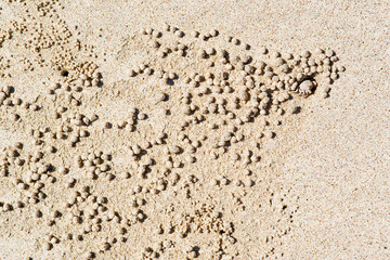 Crab Burrowing on Selong Belanak Beach, South Lombok, Indonesia, Asia, background with copy space