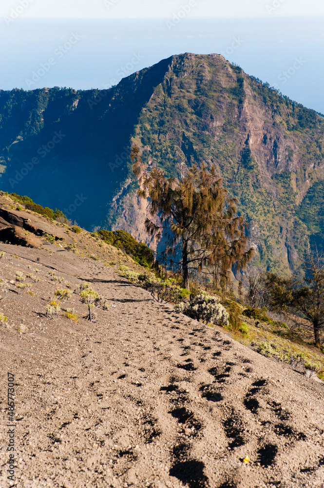 Wall mural Fauna at the 3726m Mount Rinjani Summit, Lombok, Indonesia, Asia