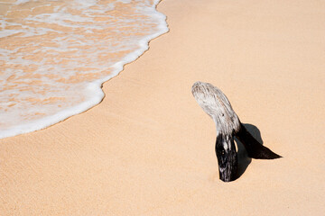 Driftwood on Gili Meno Beach, Gili Islands, Indonesia, Asia, Asia