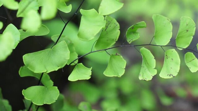 Adiantum raddianum (also called suplir kelor, Delta maidenhair fern) with a natural background. The genus name Adiantum comes from the Greek word "adiantos", meaning "unwetted"