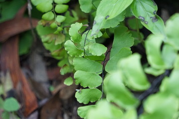 Adiantum raddianum (also called suplir kelor, Delta maidenhair fern) with a natural background. The genus name Adiantum comes from the Greek word 