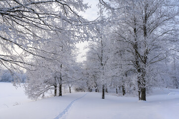 Snowy day. Frozen trees and path through forest near lake Jyväsjärvi, Jyväskylä, Finland.