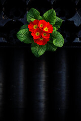 Red primrose plant in a dark background. Flowerpots as background
