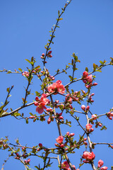 Pink flowers on branches of shrub Japanese quince against blue sky. Blooming Japanese quince bush. Beautiful spring flowering. Close-up. Selective focus.