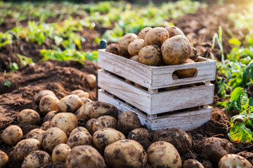 Fresh potatoes in a wooden box in a field. Harvesting organic potatoes. - obrazy, fototapety, plakaty