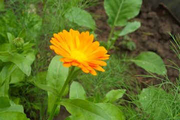 Beautiful bright flower