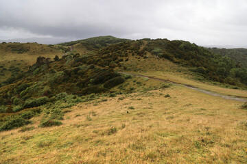 Fototapeta premium The typical vegetation of the island of Chiloe, Chile