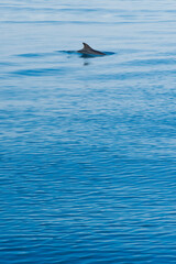 Fototapeta premium Photo of a dolphin dorsal fin, seen near Brac Island on the Dalmatian Coast, Croatia