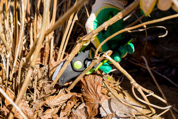 Pruning shears and gloves. Cutting the remains of last year's plants with a pruner. preparation for summer, pruning of dry shrub branches with garden scissors.Spring seasonal gardening