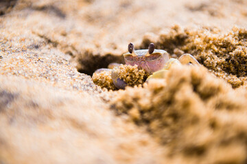 Ghost crab on Negombo Beach, West Coast, Sri Lanka, Asia