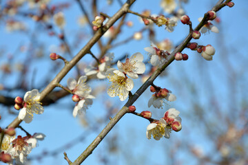white plum blossoms with stamens on the tree branch in sunny blue day