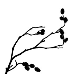 Silhouette of an alder tree branch