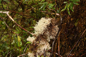 Lichens in Alerce Andino National Park, Chile