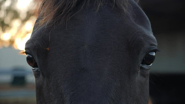 Close up of horses face with sun flares