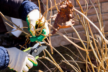 Pruning shears and gloves. Cutting the remains of last year's plants with a pruner. preparation for...