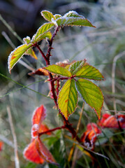 red and yellow leaves of a tree