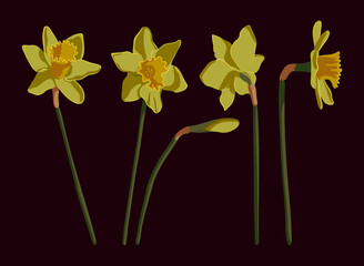 Vector set of yellow daffodils isolated on a dark background. Spring flowers narcissuses. Clip art for a bright holiday Easter card, poster, banner.