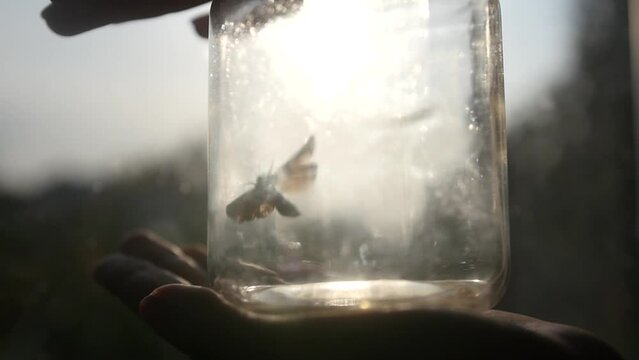 A large moth in a glass jar.