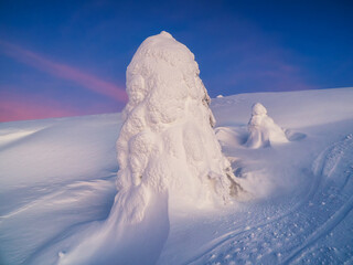 Magical bizarre silhouette of fir tree are plastered with snow at purple dawn background. Arctic...