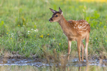 Young red deer, cervus elaphus, standing near the water on glade in summer. Little mammal looking next to spash. Spotted cub observing on flowered meadow.