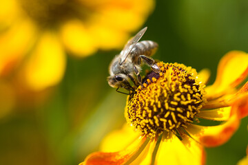 Biene auf eineer Blüte