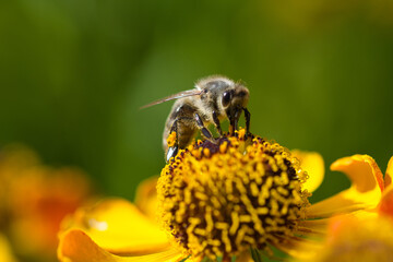 Biene auf eineer Blüte