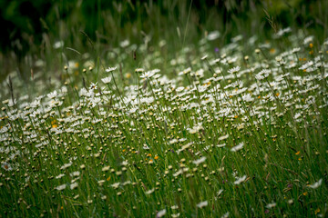 First spring flowers, Colorful flowers and plants in the garden, Spring sunlight