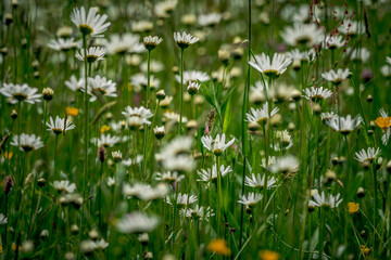 Fototapeta premium First spring flowers, Colorful flowers and plants in the garden, Spring sunlight