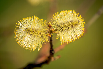 First spring flowers, Colorful flowers and plants in the garden, Spring sunlight