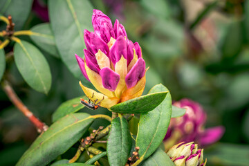 First spring flowers, Colorful flowers and plants in the garden, Spring sunlight